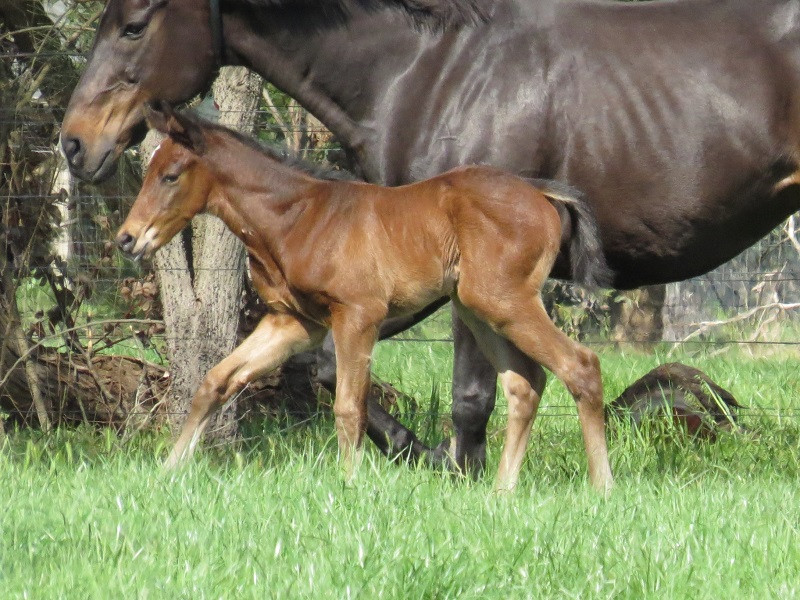 095 Champagne Sisters x Cape Of Good Hope bf 09-22